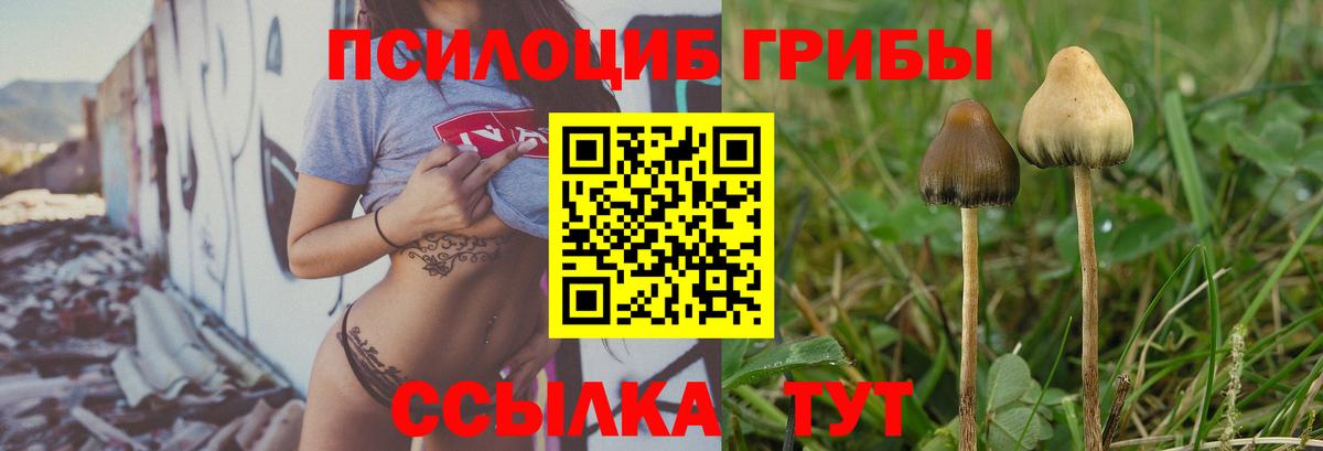 Галлюциногенные грибы Psilocybine cubensis Димитровград